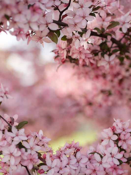 Cherry Blossoms