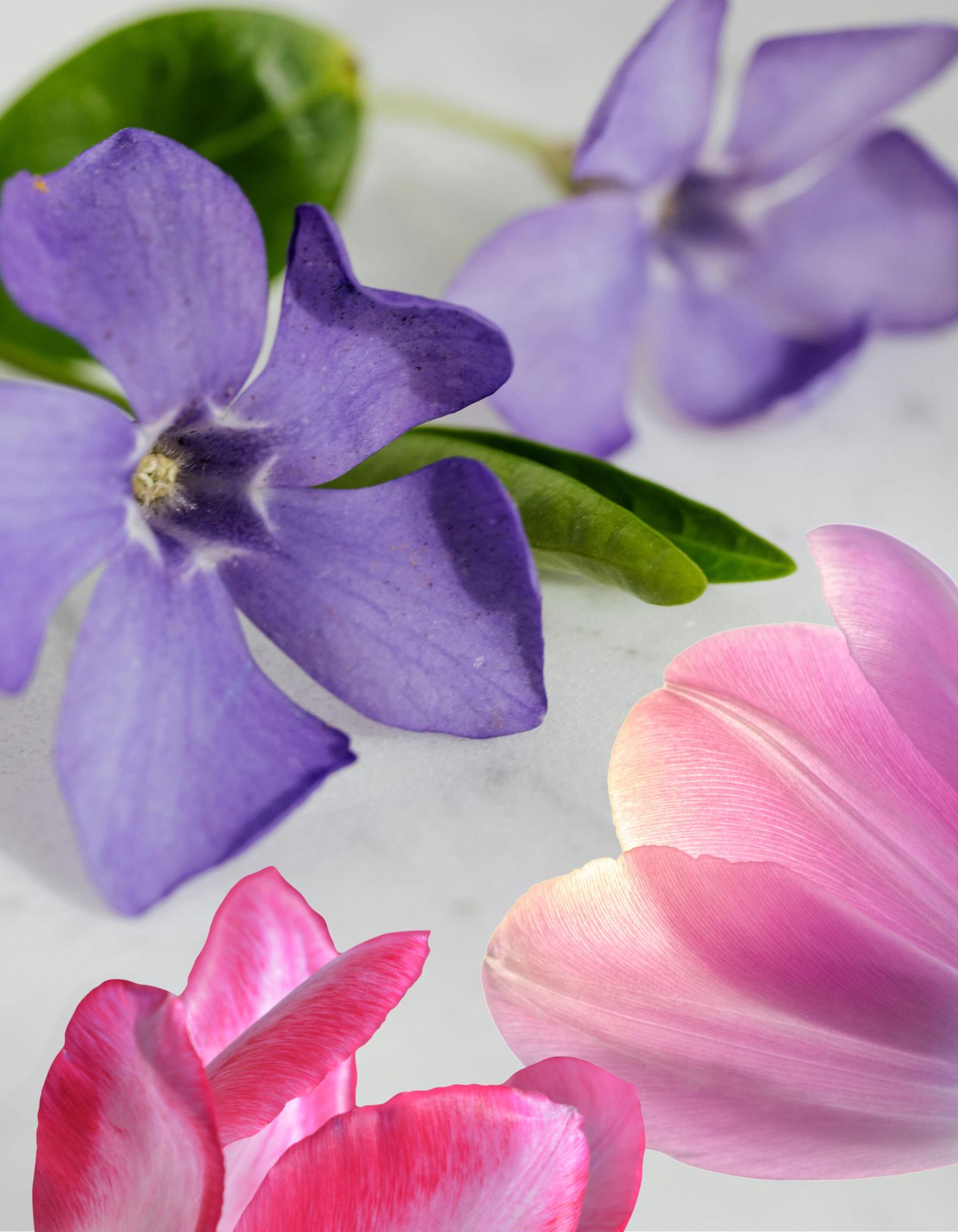 February Birth Flower - Violet