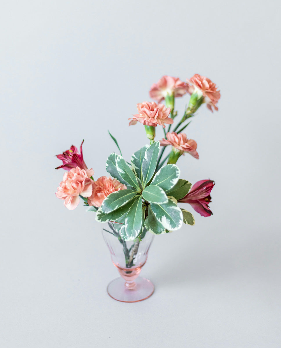 January Birth Flower - Carnation